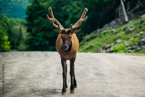Parc Omega, Canada, July 3 2020 -  Roaming elk in the Omega Park in Canada photo