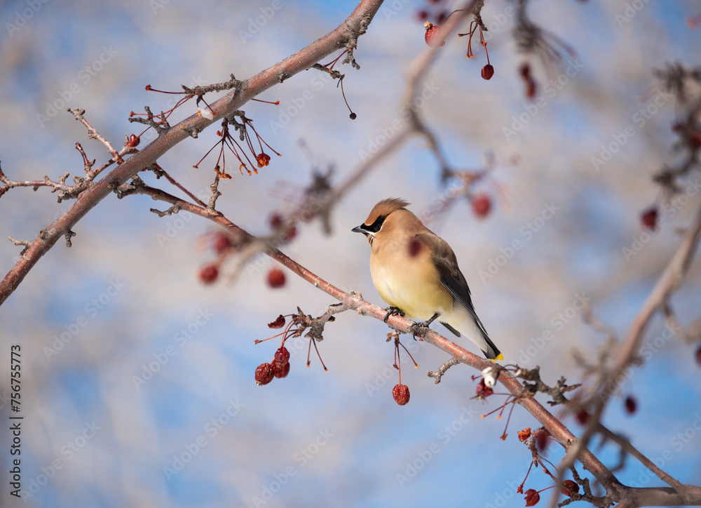 Cedar waxwing amongst crabapple berries on a sunny day in Colorado Cedar waxwing amongst crabapple berries on a sunny day in Colorado