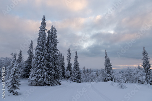 Snow covered trees tower above a nordic ski track in Sweden