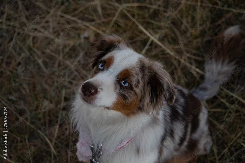 Cute, fluffy Australian Shepherd puppy sitting while wearing a pink bandana Cute, fluffy Australian Shepherd puppy sitting while wearing a pink bandana