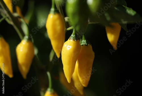 Yellow hot peppers close up