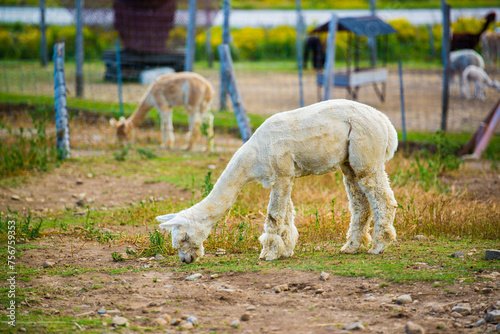 La malbaie, Canada - August 18 2020: All kinds of alpgas and baby alpagas in the alpaga farm near La Malbaie photo