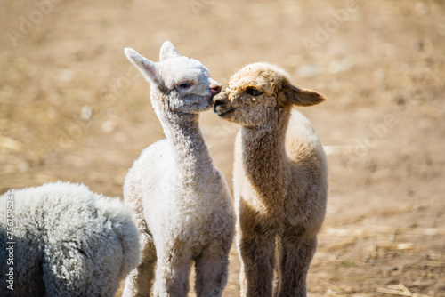 La malbaie, Canada - August 18 2020: All kinds of alpgas and baby alpagas in the alpaga farm near La Malbaie photo