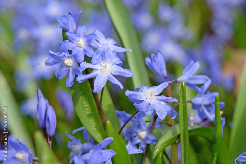 Blue Scilla luciliae, also know as Bossier's glory of the snow or Lucile's glory of the snow, flower. Blue Scilla luciliae, also know as Bossier's glory of the snow or Lucile's glory of the snow, flower.