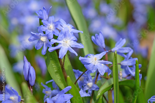 Blue Scilla luciliae  also know as Bossier s glory of the snow or Lucile s glory of the snow  flower.