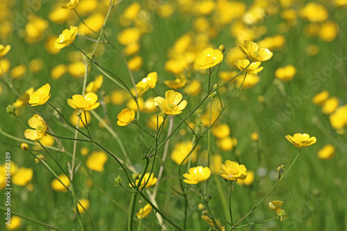 	
Grass meadow with buttercup flowers	