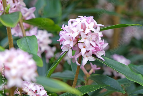Tableau sur toile Lilac pink Daphne bholua 'Spring Beauty' in flower.