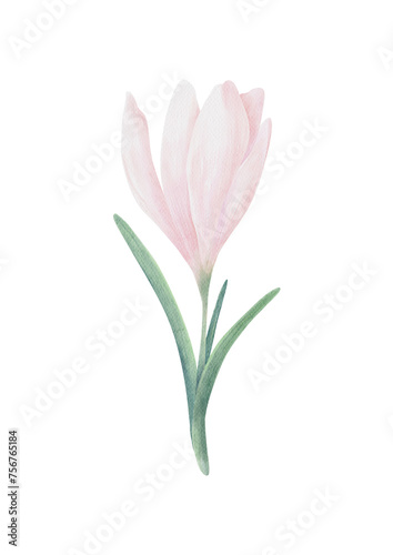  Isolated Pink Tulip, Crocus Flower. Delicate flowers watercolor illustration. Hand-painted. Perfect for cover, fabric, textile, wrapping paper design