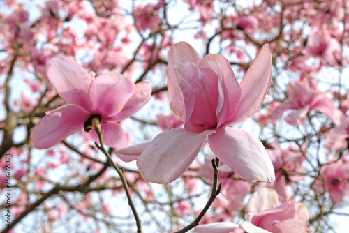 Pink Magnolia campbellii  Charles Raffill  in flower.