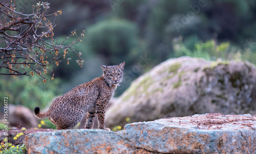 Iberian lynx in the Sierra de Andujar, Spain.