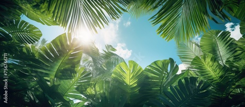 In the jungle, the suns light filters through the palm trees, creating a beautiful landscape where nature thrives with terrestrial plants and grass under the sky