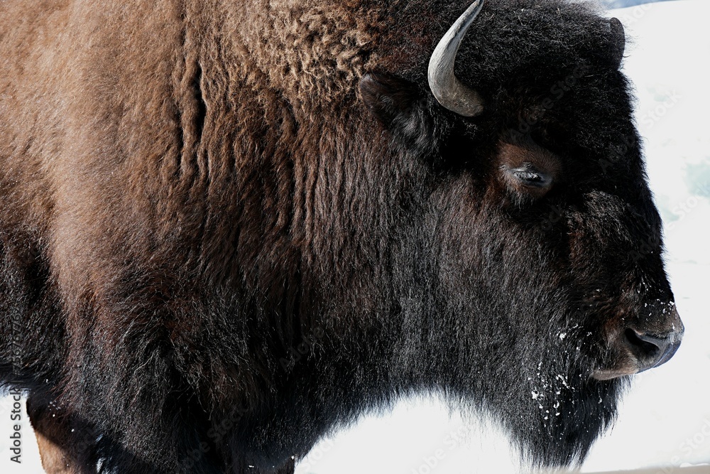 head of a bison close-up in a winter zoo open-air enclosure head of a bison close-up in a winter zoo open-air enclosure