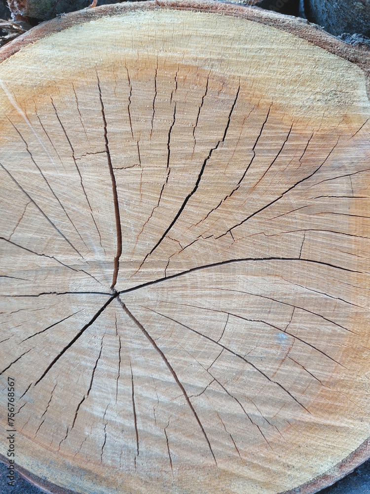 cut of a tree trunk with radial cracks