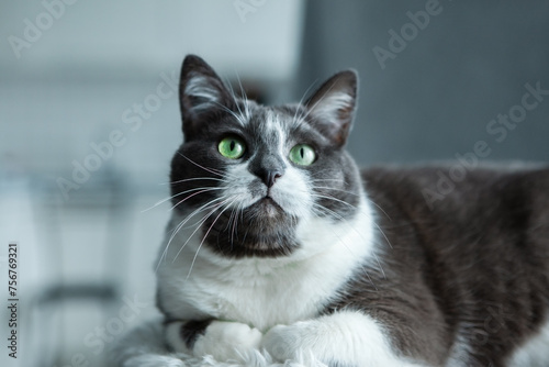 Fototapeta Naklejka Na Ścianę i Meble -  Charming, elegant, very beautiful Gray-white cat with big green eyes, lying on his bed, looking up.