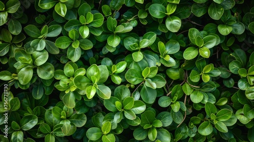 Small green leaves, background texture. Natural background