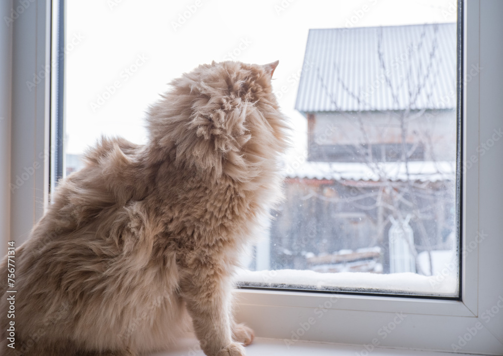 Red fluffy cat sits on the windowsill and looks out the window