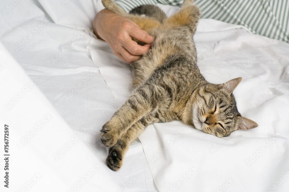 gray tabby cat with a woman's hand on a white background. World Pet Day.
