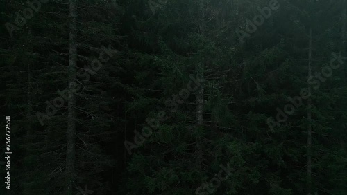 Drone shooting coniferous forest. The camera moves upward towards the sunlight. The tops of the trees are revealed to the eye photo