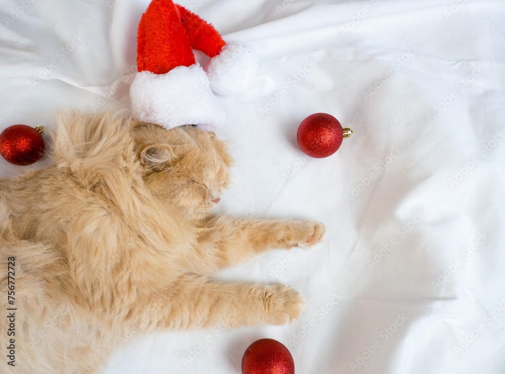 Close-up of a red fluffy cat in a Santa Claus hat sleeps in a white bed with red Christmas balls