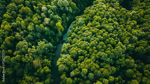 Bird's Eye View: Capture an aerial perspective of a lush forest canopy, with treetops stretching as far as the eye can see and winding rivers or streams snaking through the landscape. Generative AI