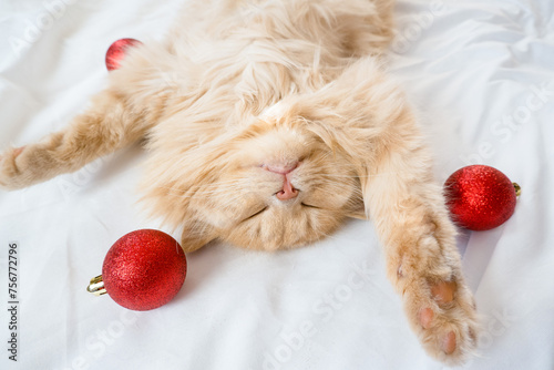 Close-up of a red fluffy cat sleeping on its back in a white bed with red Christmas balls
