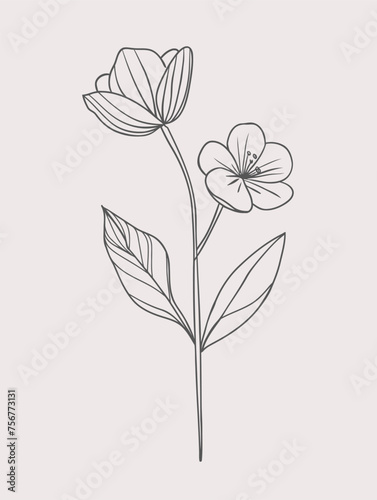 Single flower vector line art