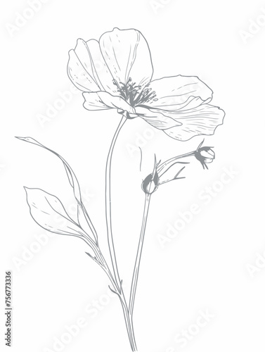 Single flower vector line art