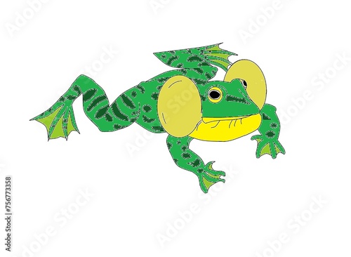 Green lake frog singing in water © danyjake