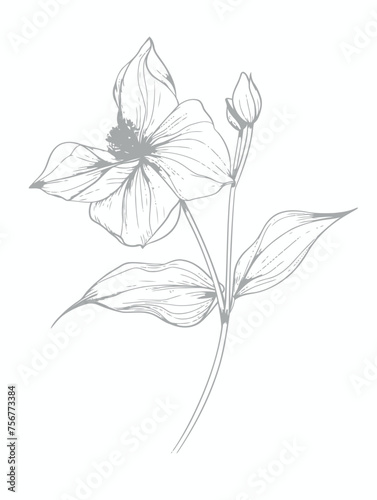 Single flower vector line art