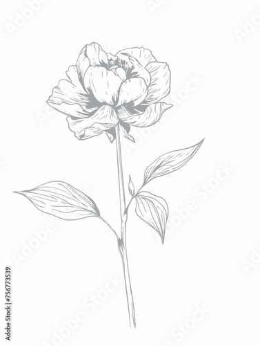 Single flower vector line art