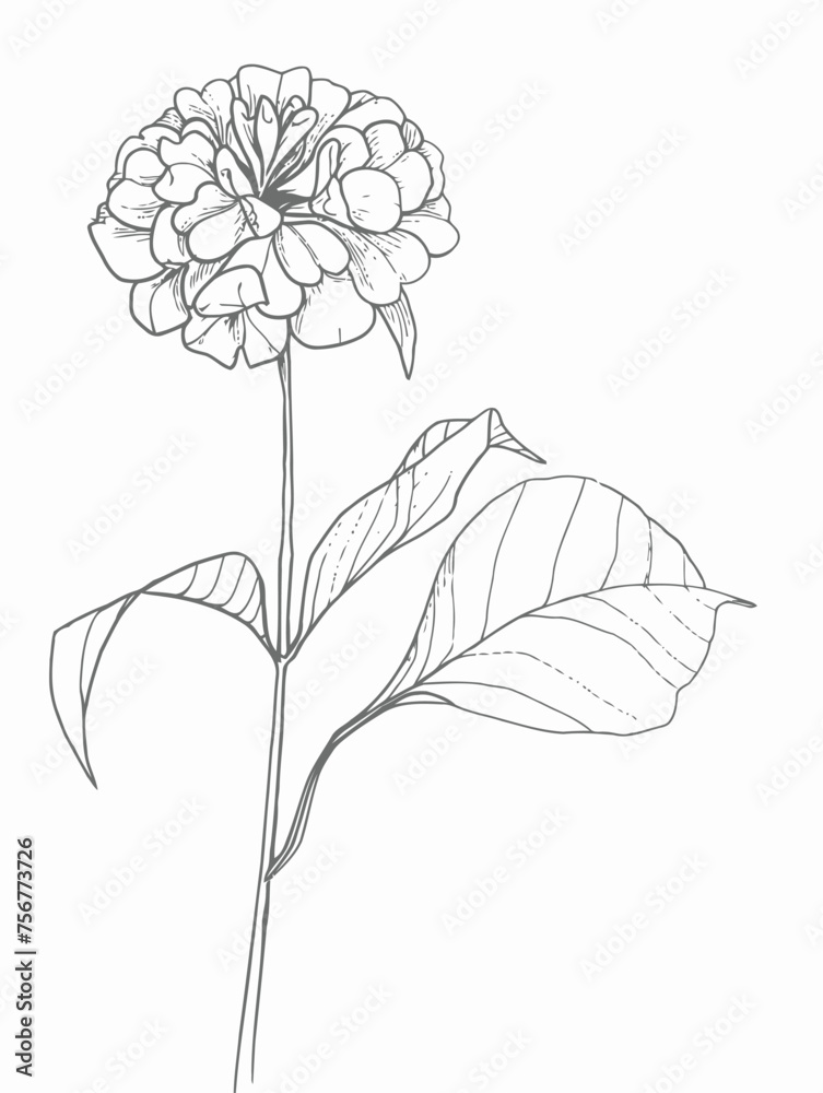 Single flower vector line art Single flower vector line art