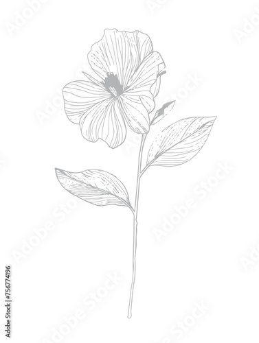 Single flower vector line art