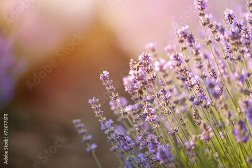 Purple lavender flowers with selective focus