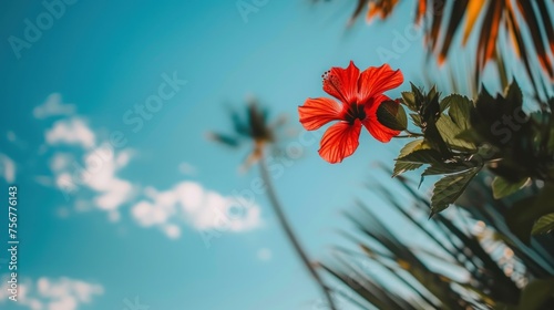 a red flower is in the foreground of a blue sky with palm trees in the foreground and clouds in the background. photo