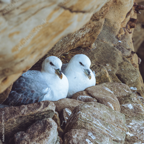 Fulmars nesting