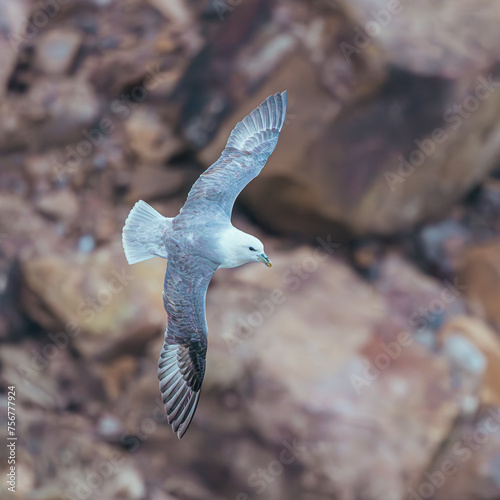 Fulmar