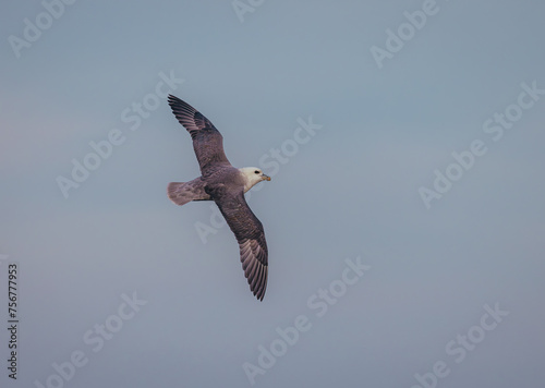 Fulmar flying photo