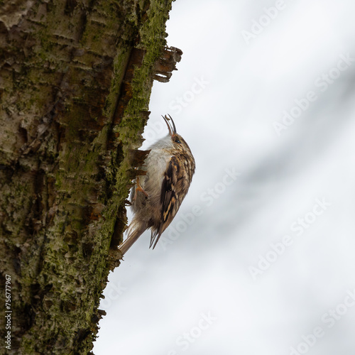 Treecreeper eating