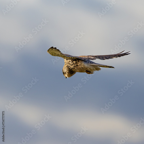Kestrel hovering
