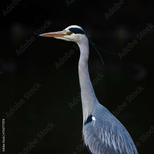 Heron portrait