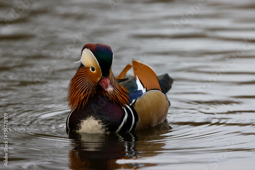 Mandarin Duck