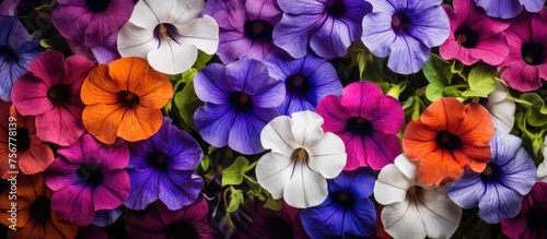An array of colorful flowers  including purple and blue petunias  are blooming in the garden as vibrant groundcover plants