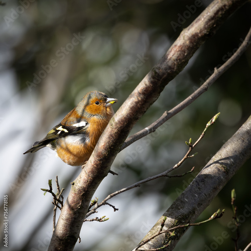 Chaffinch