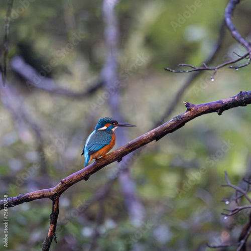 Kingfisher perching