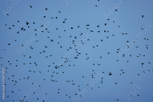 Starlings in flight