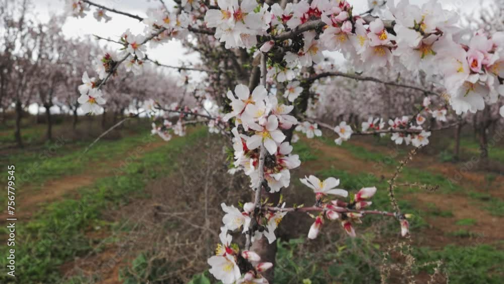 planting almond trees with white and pink flowers in a plantation
planting almond trees with white and pink flowers in a plantation