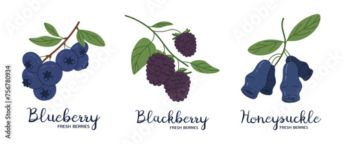 Edible berries. Blackberry, blueberry and honeysuckle, juicy fresh garden berries flat vector illustration set. Hand drawn berries with captions