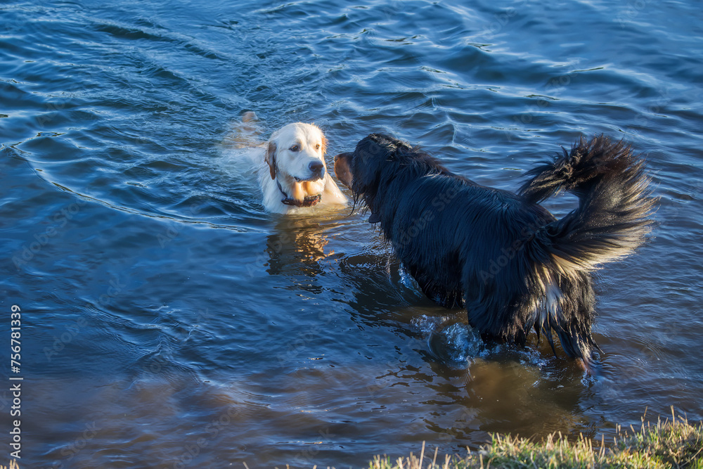black and gold Hovie dog hovawart and the golden retriever are in the water black and gold Hovie dog hovawart and the golden retriever are in the water