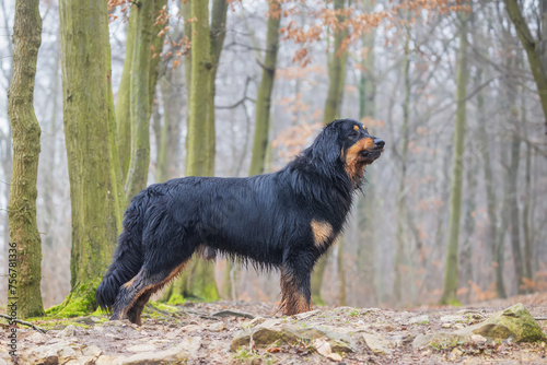 Fototapeta Naklejka Na Ścianę i Meble -  black and gold Hovie dog hovawart is wet and posing in the woods