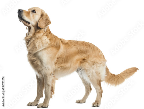 golden retriever looking up, closeup sideview portrait cutout isolated on transparent background